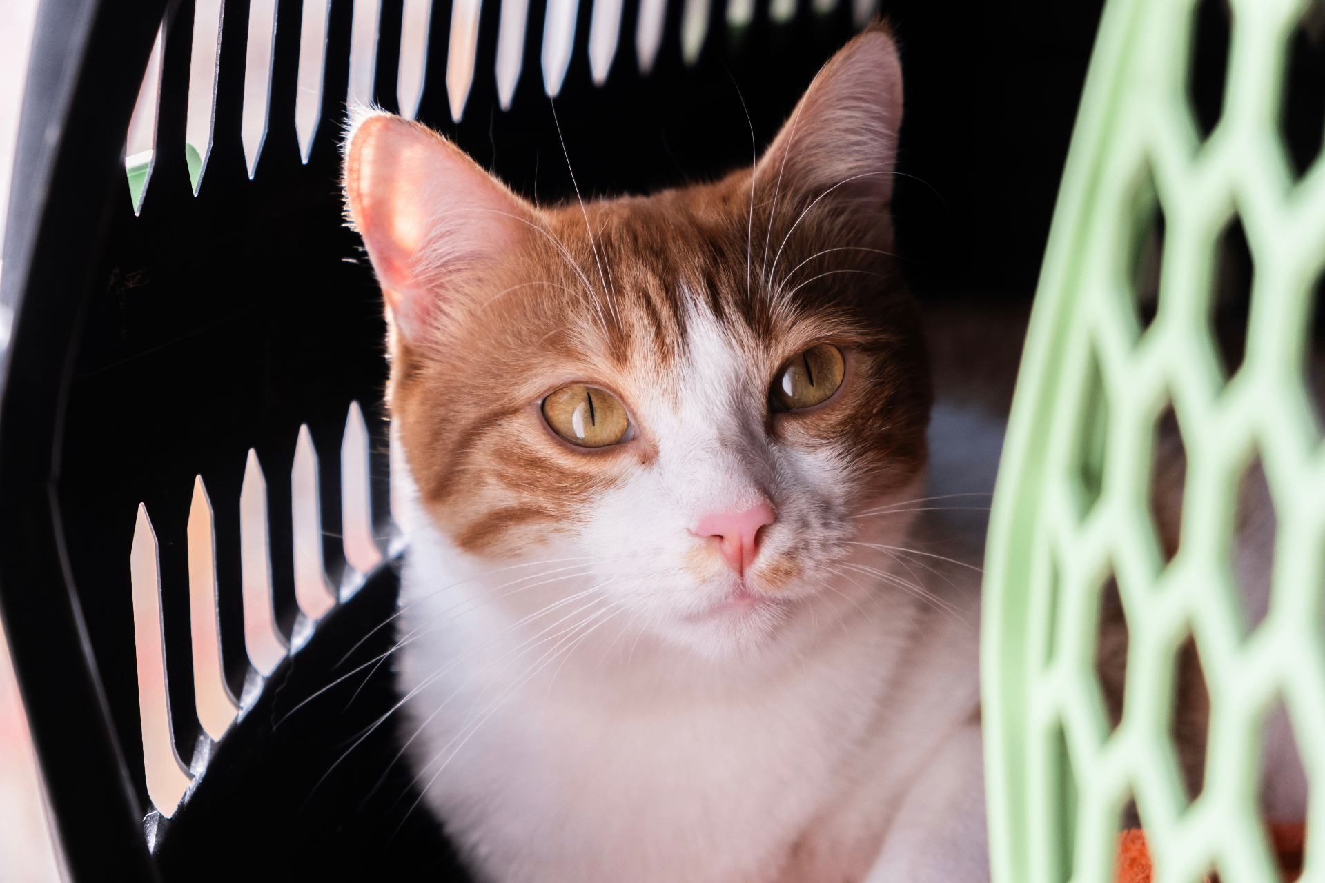 Cat resting inside a pet carrier