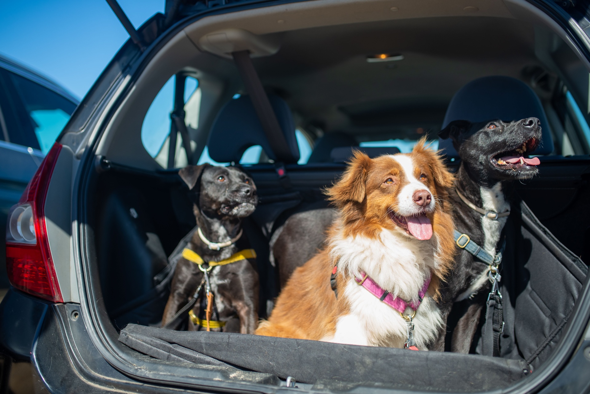 A pet wearing a properly fitted travel harness in a car
