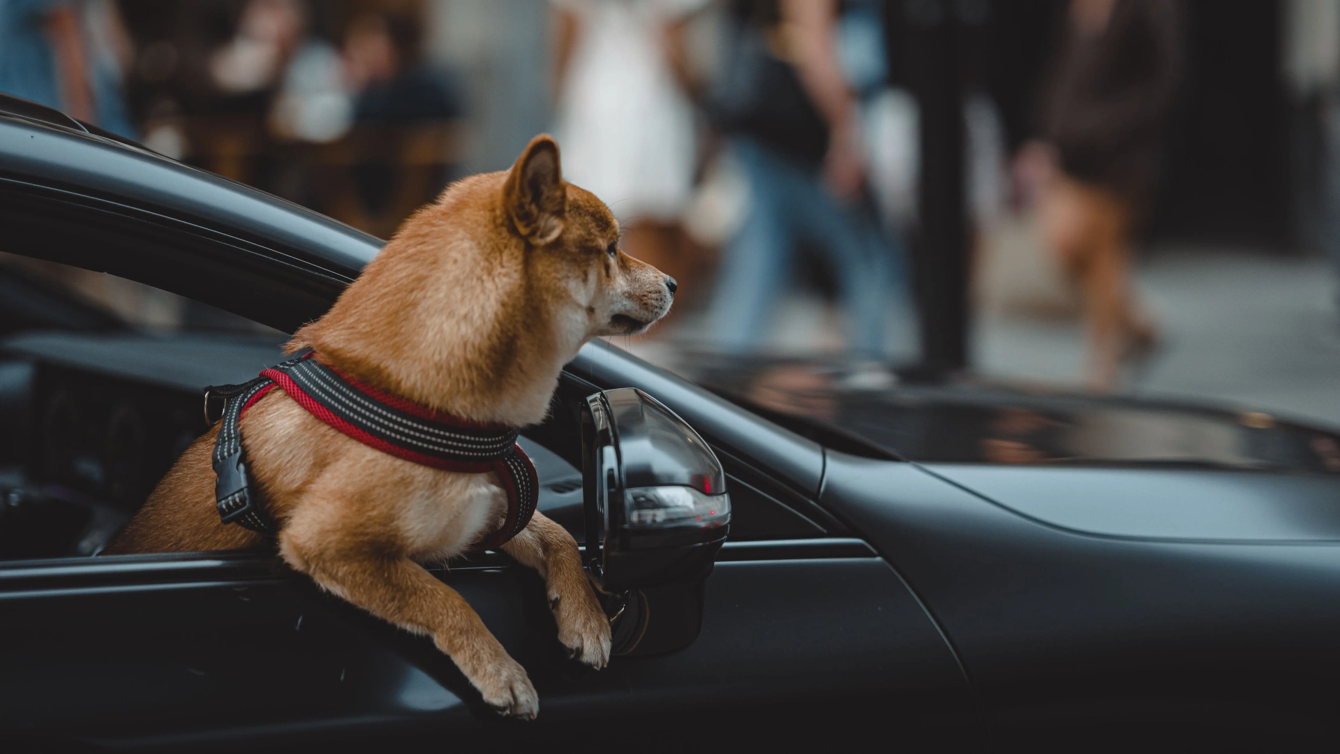 Shiba Inu looking out of a car window