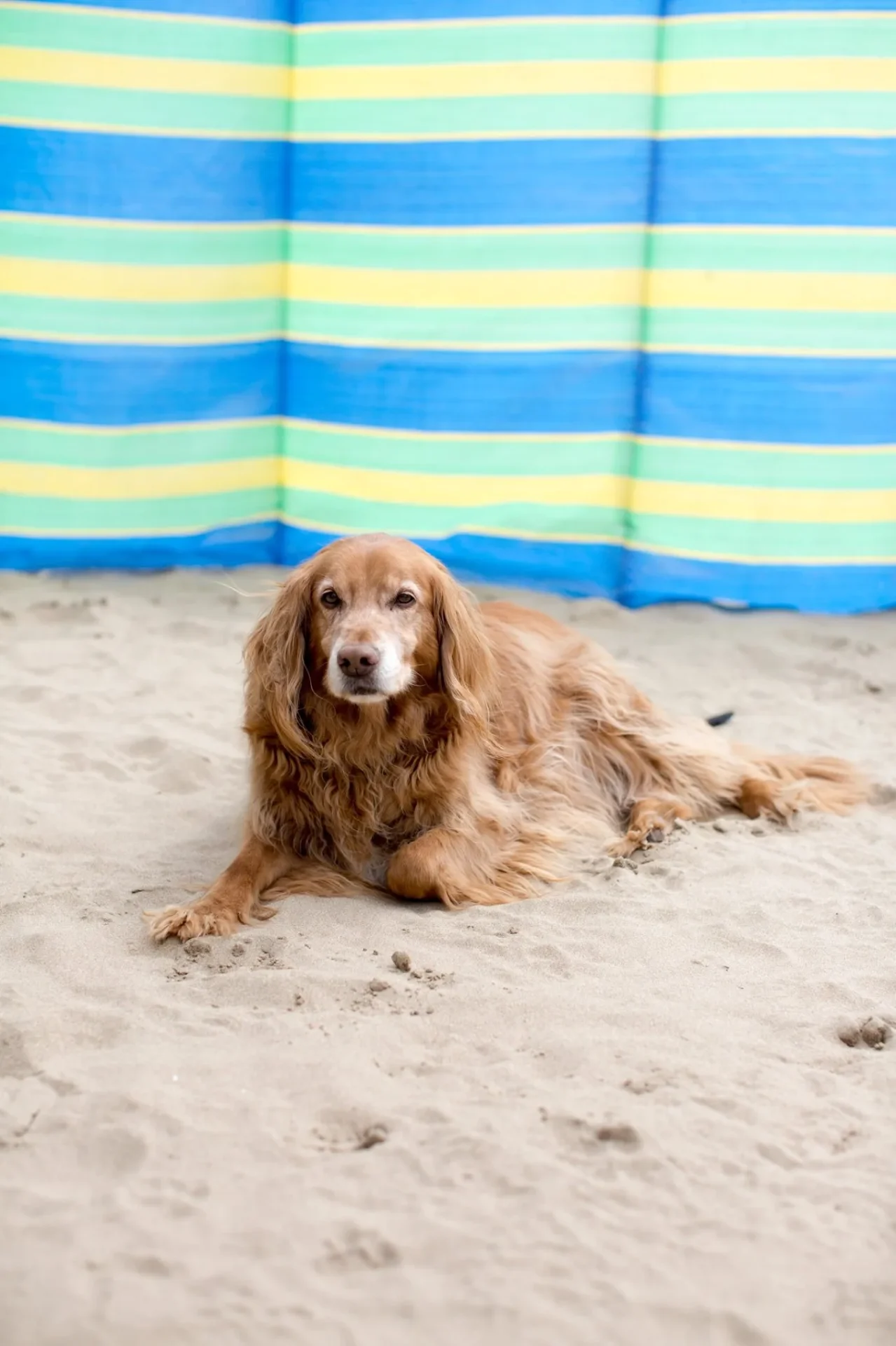 Dog relaxing on the beach on holiday