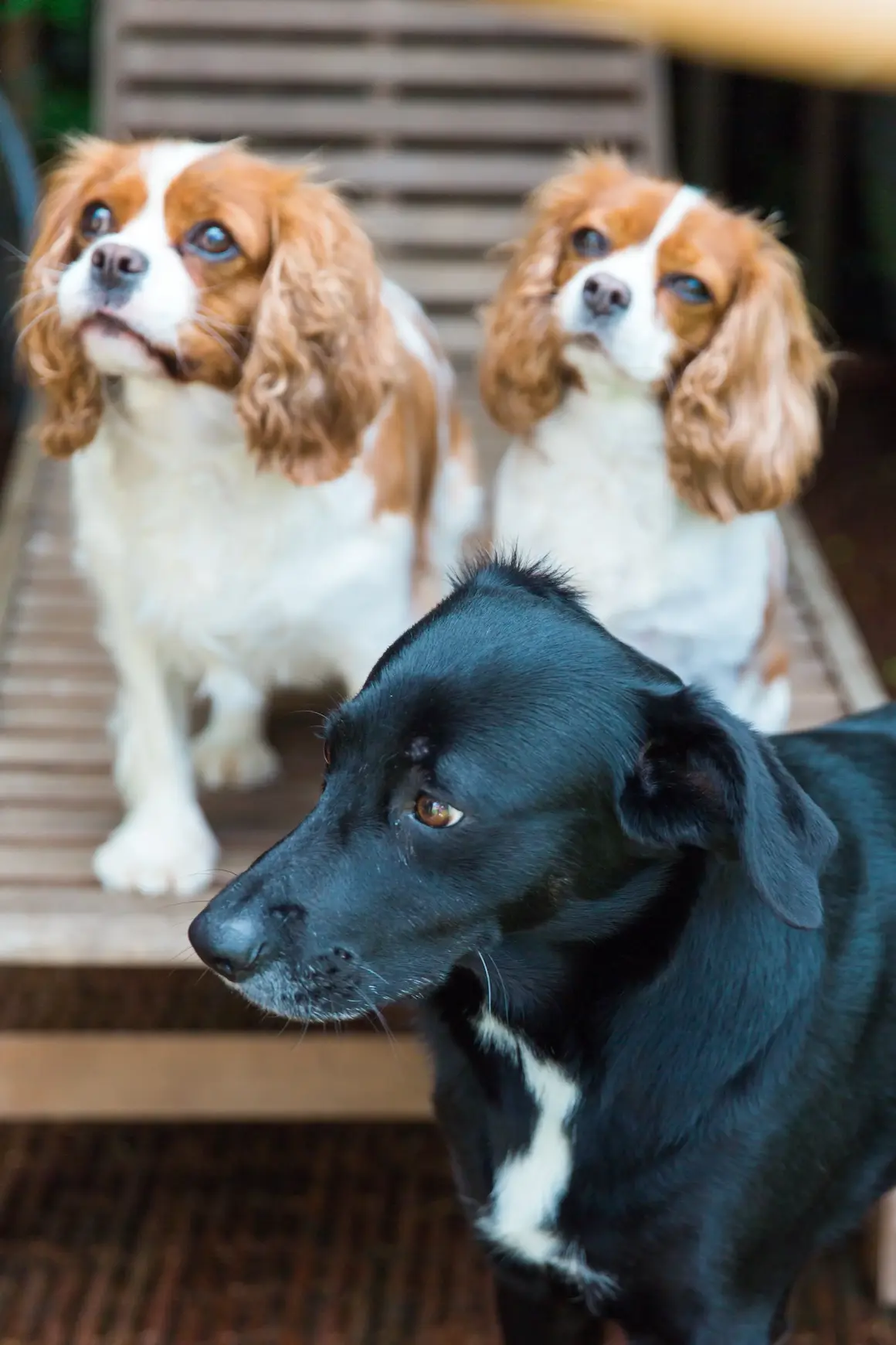 Two Cavalier King Charles Spaniels and a small black dog together