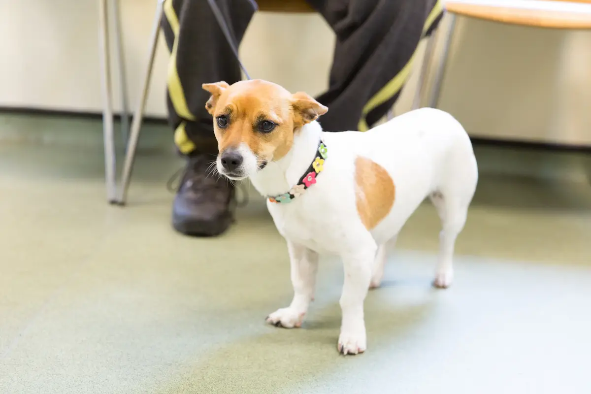 A small Jack Russell dog standing calmly by its owner