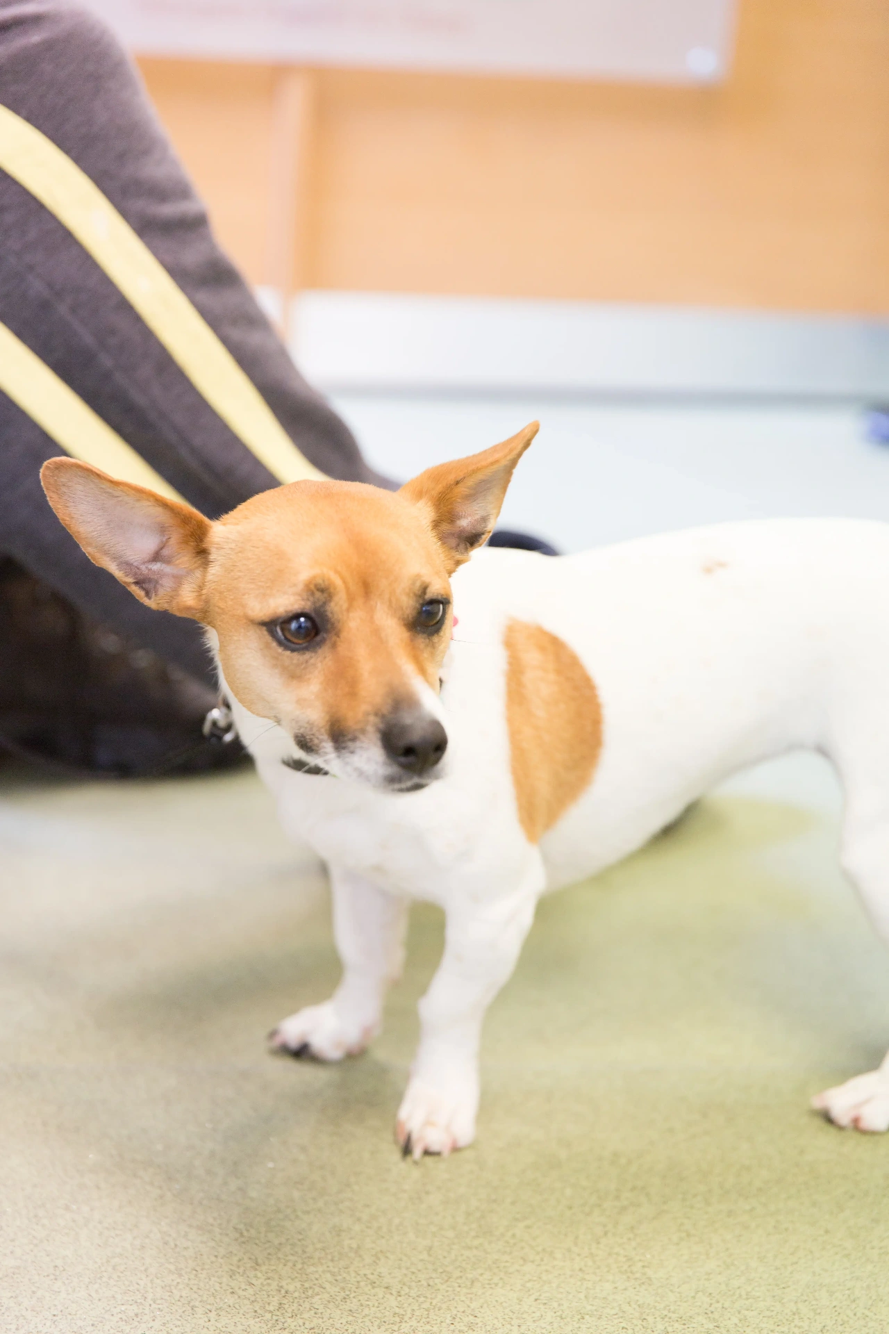 A small chihuahua standing alert next to its owner