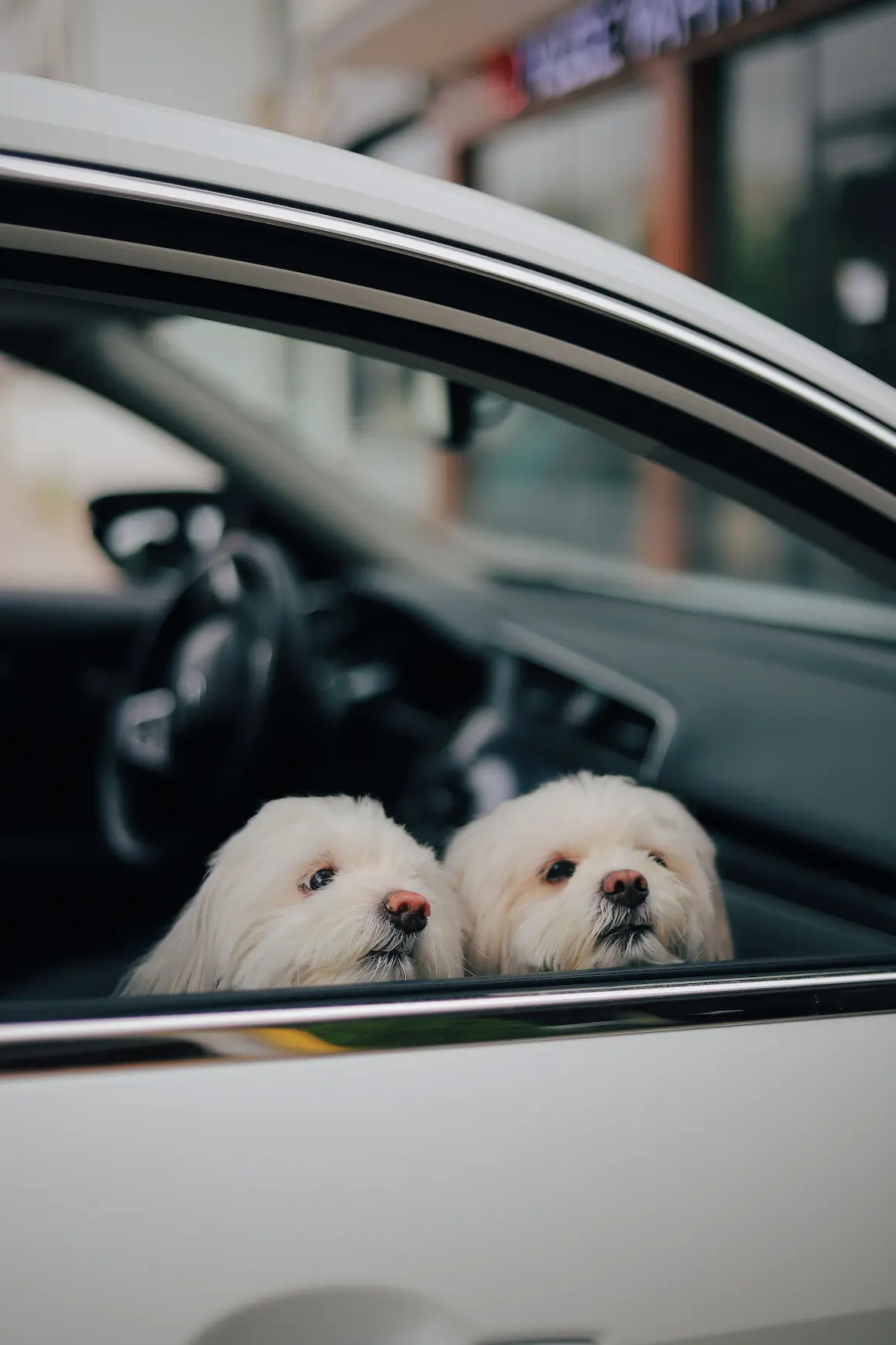 Two dogs looking out of a car window