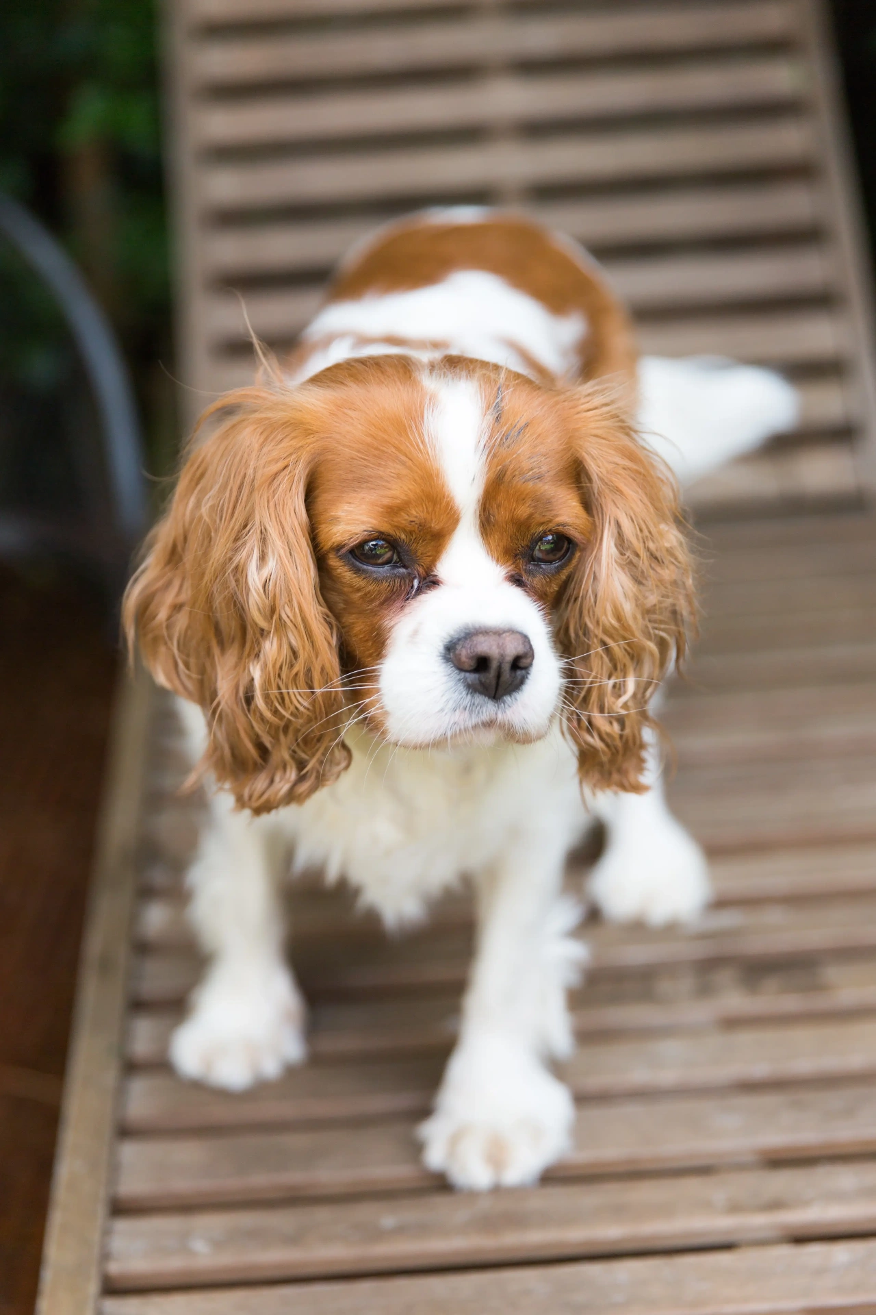 Cavalier King Charles Spaniel standing on a wooden deck