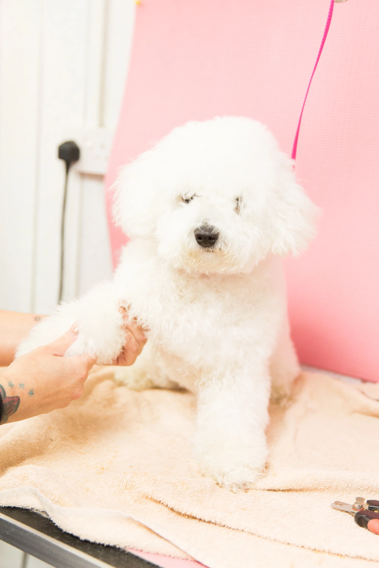 A Bichon Frise being gently groomed by hand