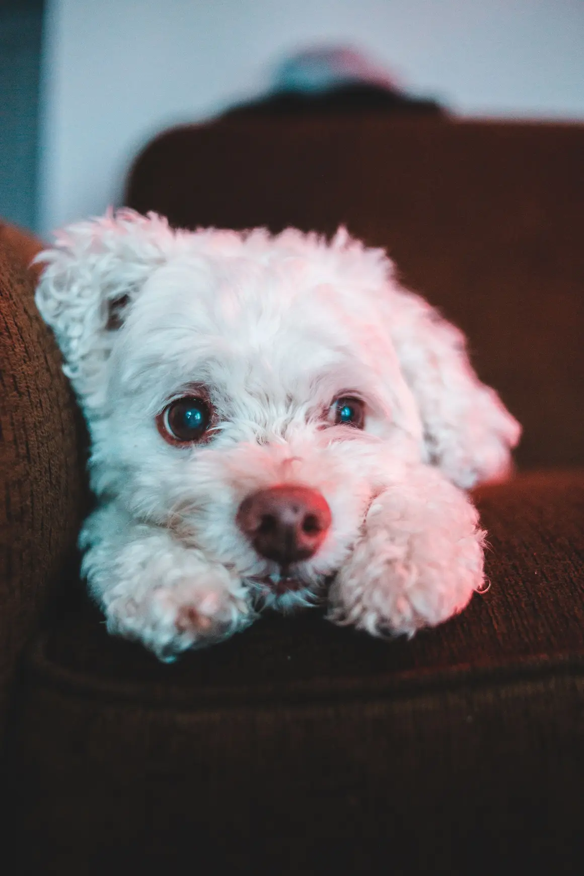A cute white fluffy dog resting its chin on its paws on a brown sofa