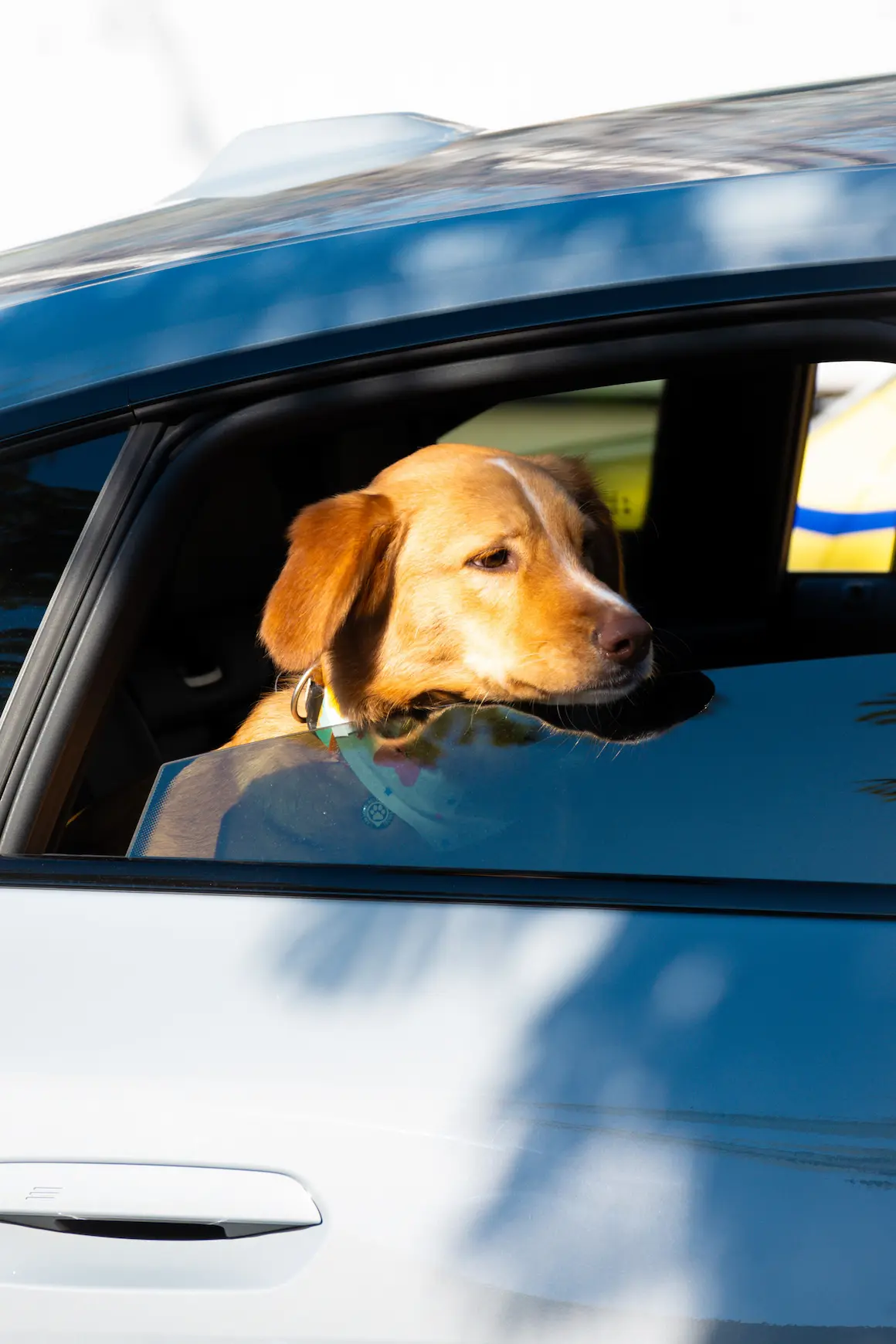Dog looking out of a car window