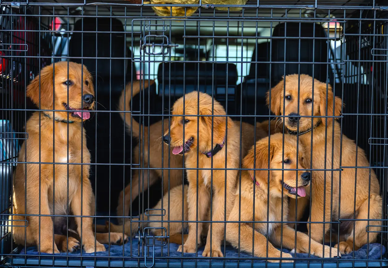 Puppies in a crate in the back of a car