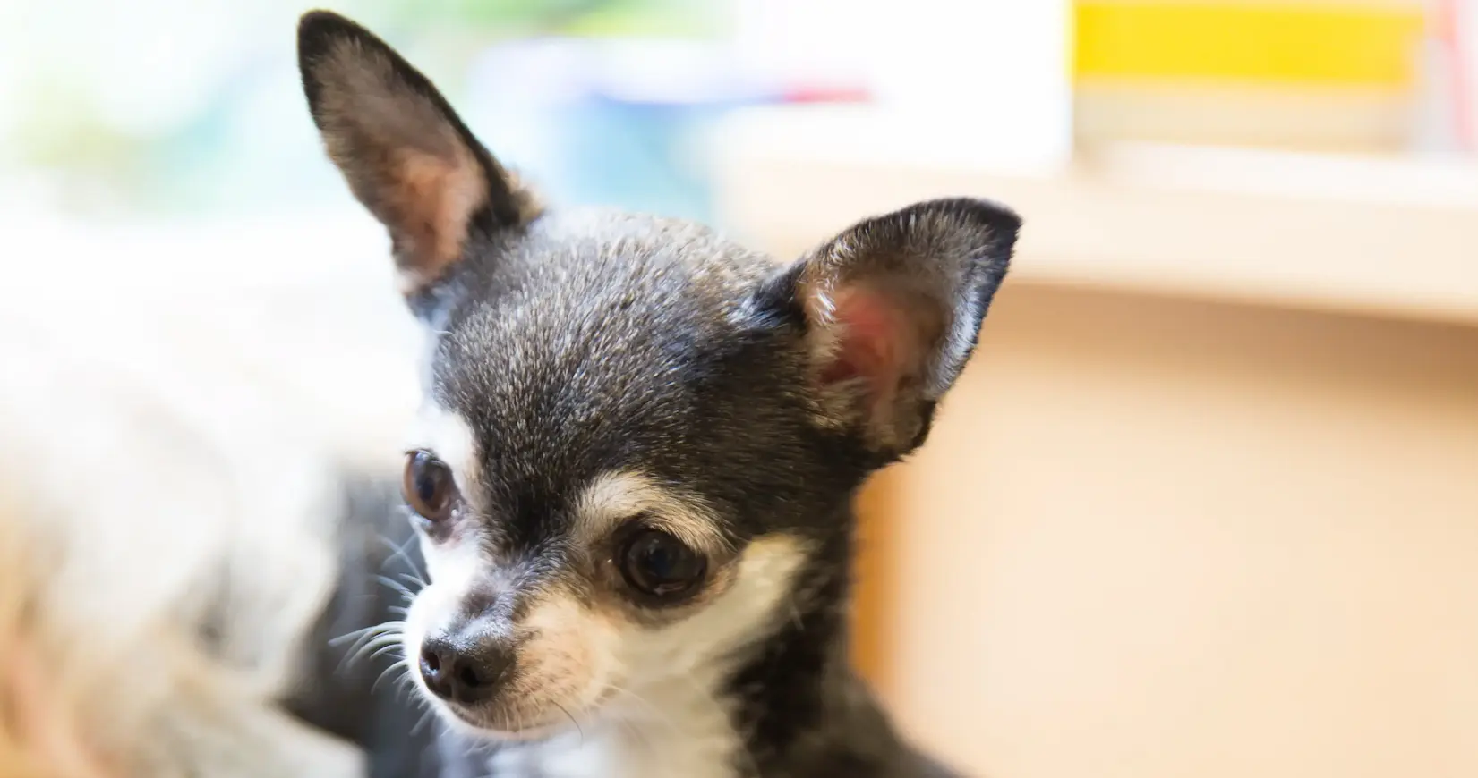 A chihuahua, like the one in the lightbulb moment outside the vets