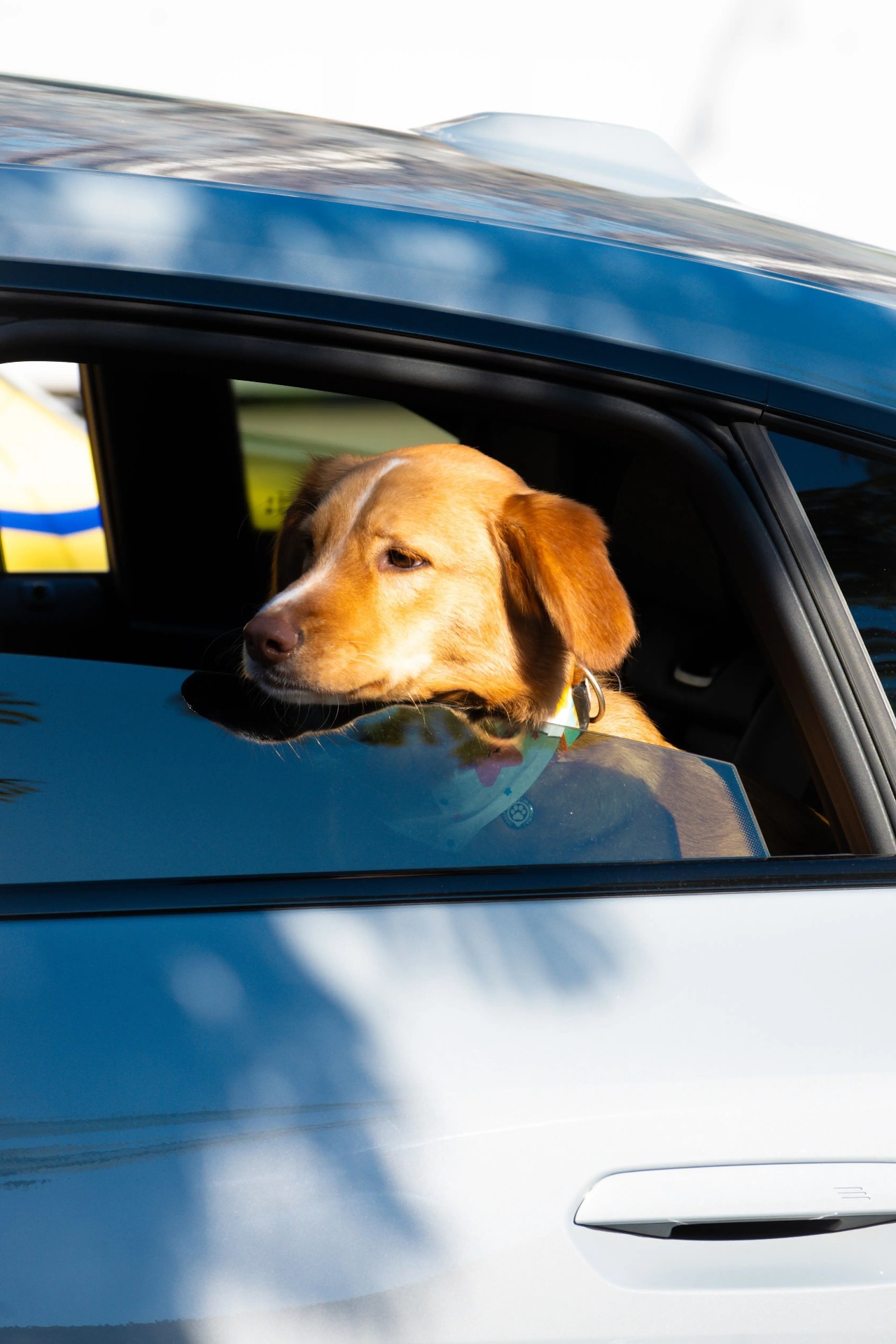 Dog looking out of a car window